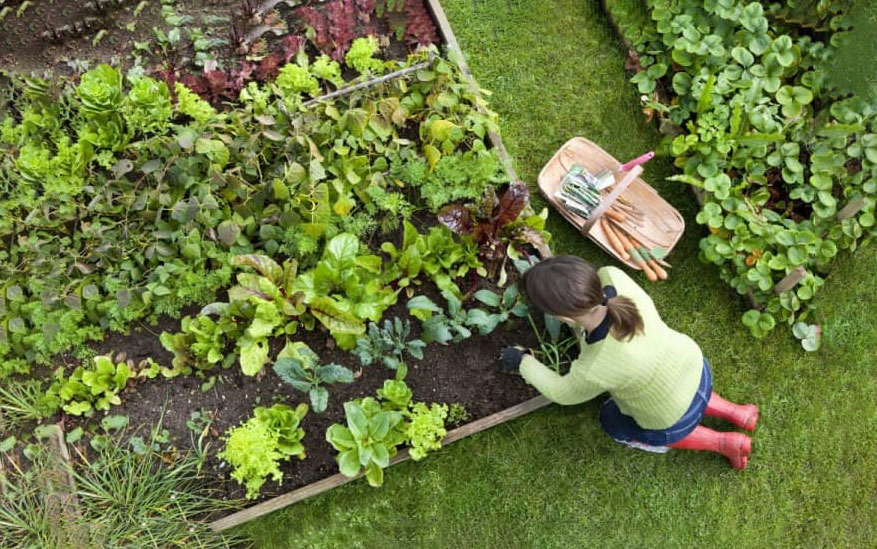 Backyard Business Ideas for an Entrepreneurial Journey